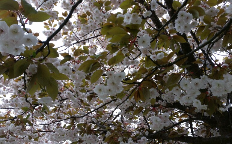 Forårsblomster